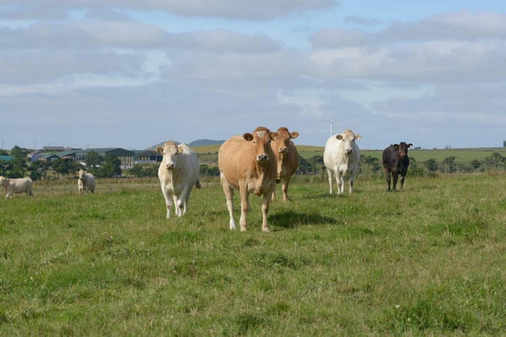 Knightsward Farm Near St Andrews, Scotland Villa แอนสตรัทเธอร์ ภายนอก รูปภาพ